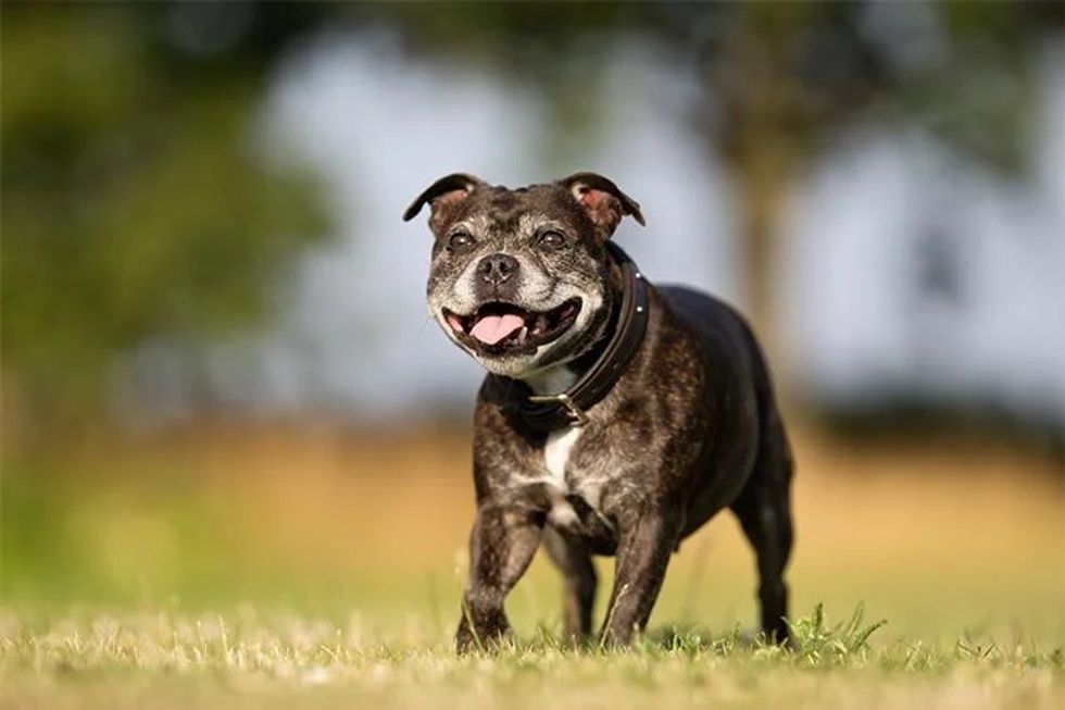 senior dog smiling on grass