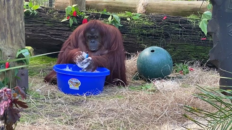 setting an example a 34 year old orangutan learns how to wash her hands 1