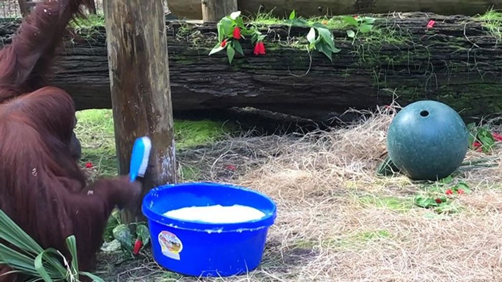 setting an example a 34 year old orangutan learns how to wash her hands 3