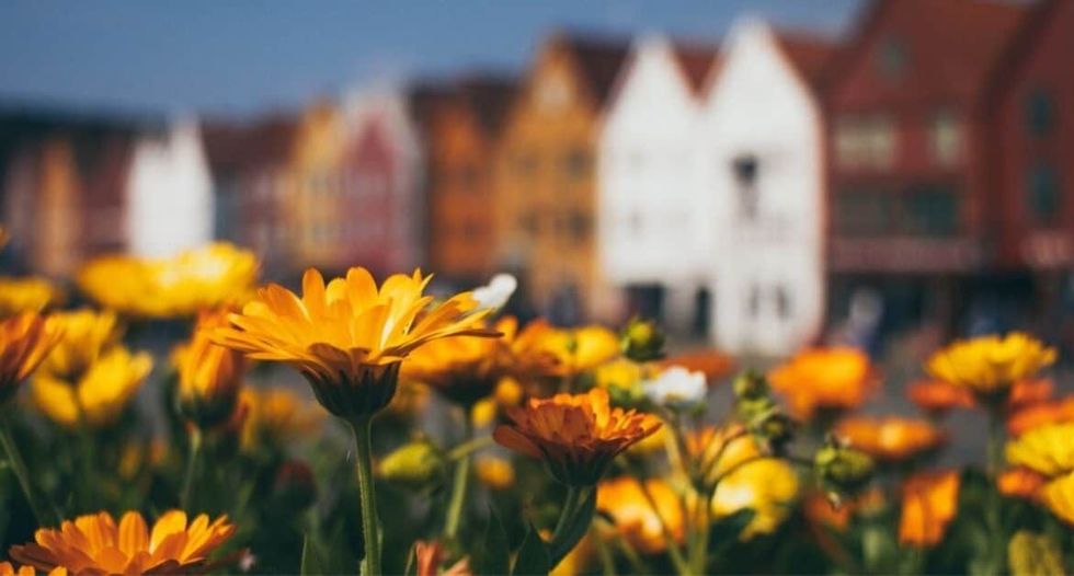 seven autumn flowers