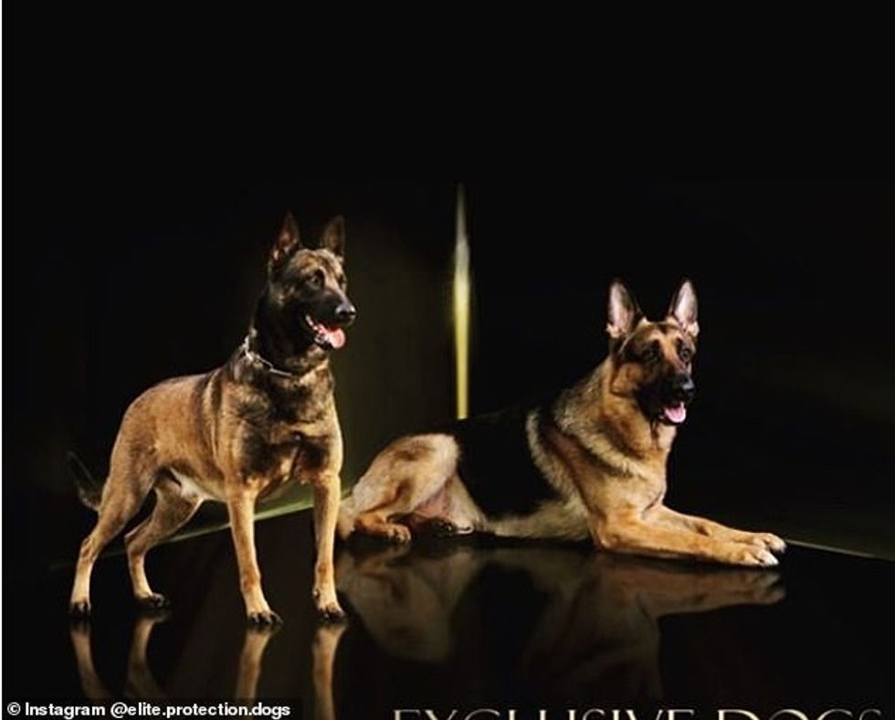 Several sporting stars have turned to guard dogs to help enhance their security arrangements