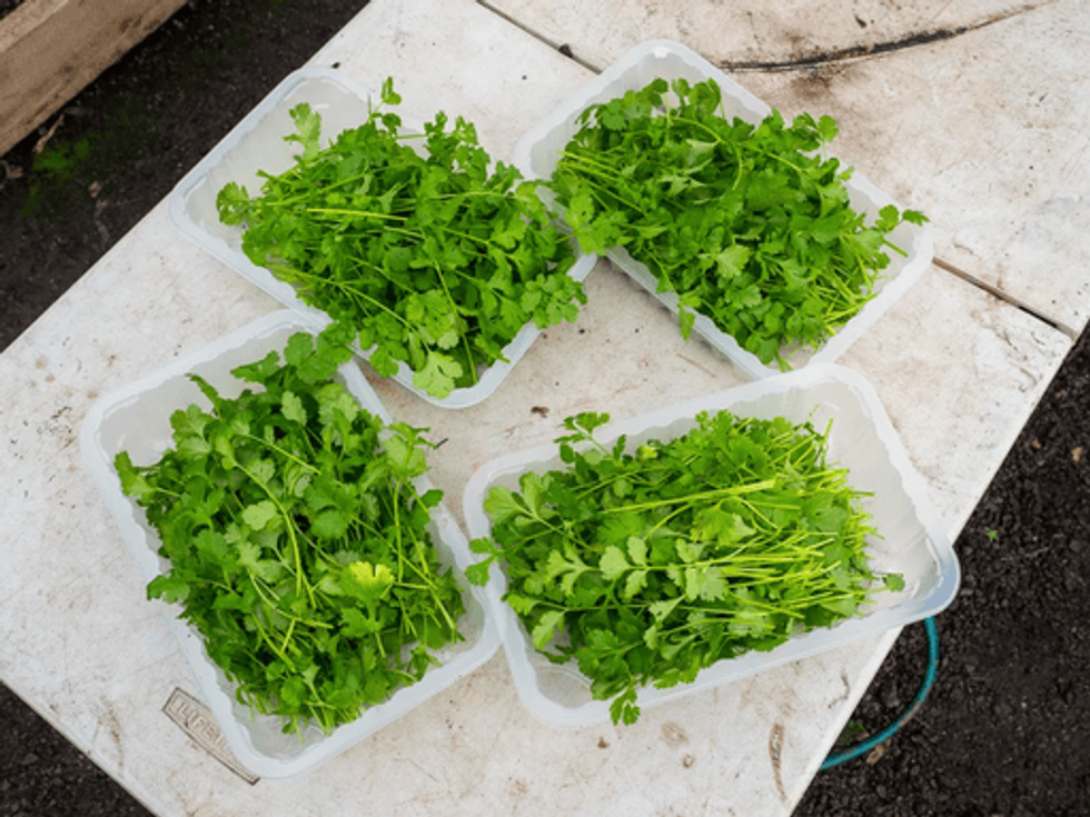 sharedfuturenews agk ajk kosovo ni article food grow5