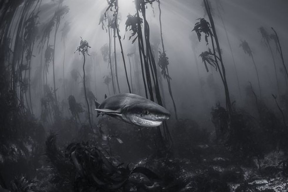 Shark