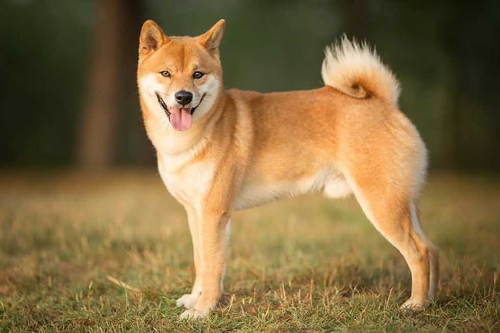 Shiba Inu standing in profile outdoors