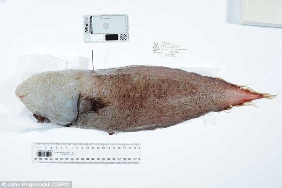 Shkencëtarët e befasuar me gjetjen e peshkut pa fytyrë foto 2