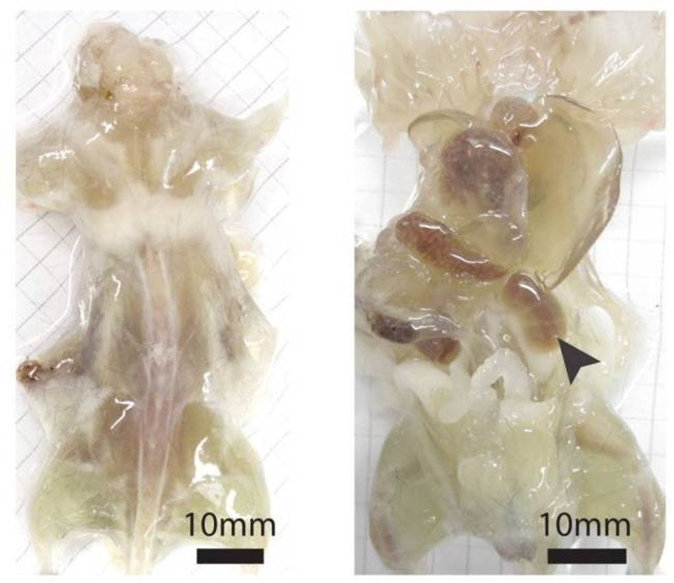 Shkencetaret kane krijuar minj te tejdukshem per te sheruar semundje foto 2