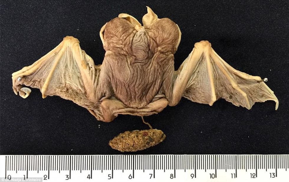 Shkencëtarët publikojnë rastin e tretë të lakuriqëve të ngjitur foto 5