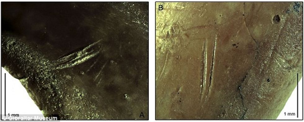 Shkencetaret zbulojne ushqimin e preferuar te njeriut te shpelles foto 2(1)