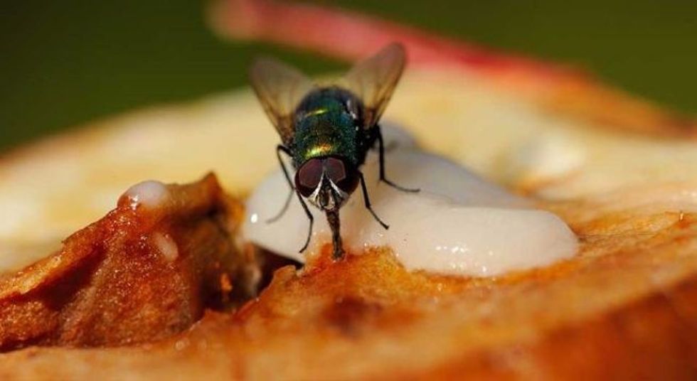 should you still eat your food if a fly lands on it 1 1