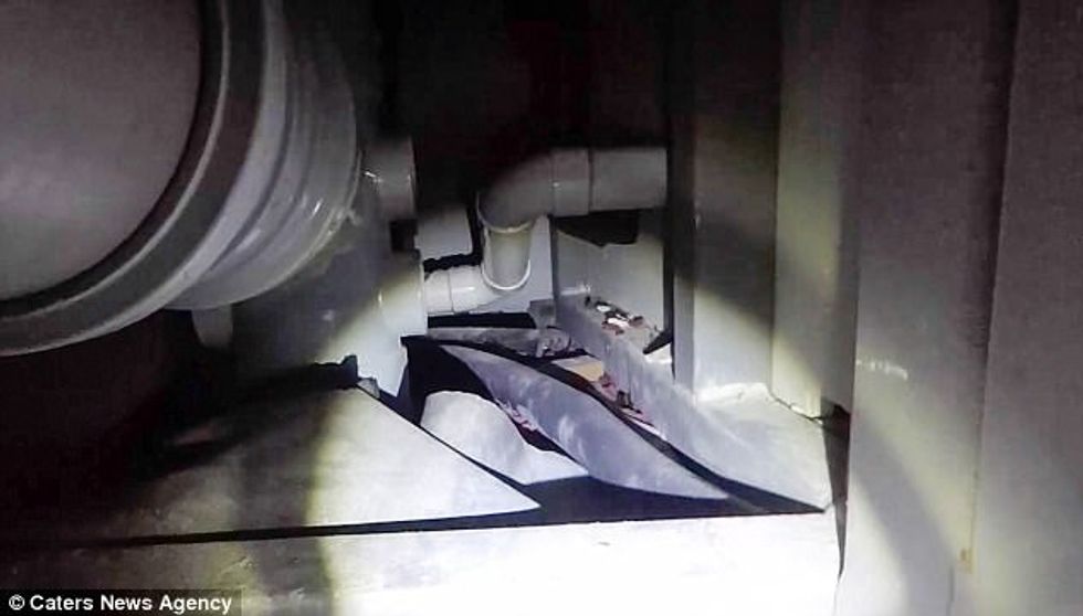 Shpëtohen të vegjlit e dhelprës që kishin ngecur në ngushticën mes dy mureve foto 3