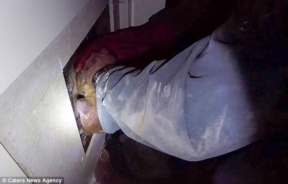 Shpëtohen të vegjlit e dhelprës që kishin ngecur në ngushticën mes dy mureve foto 5