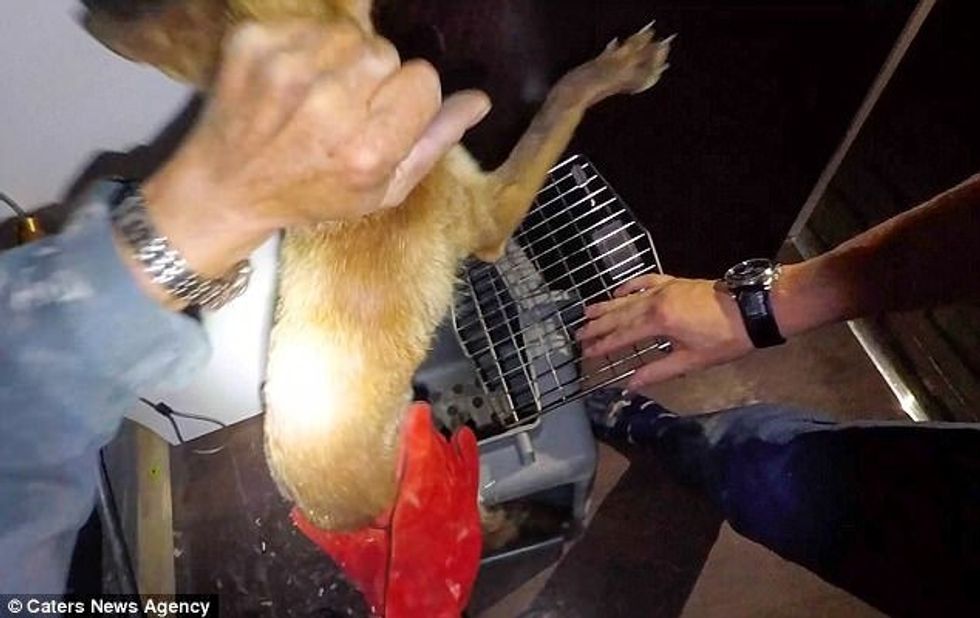 Shpëtohen të vegjlit e dhelprës që kishin ngecur në ngushticën mes dy mureve foto 7