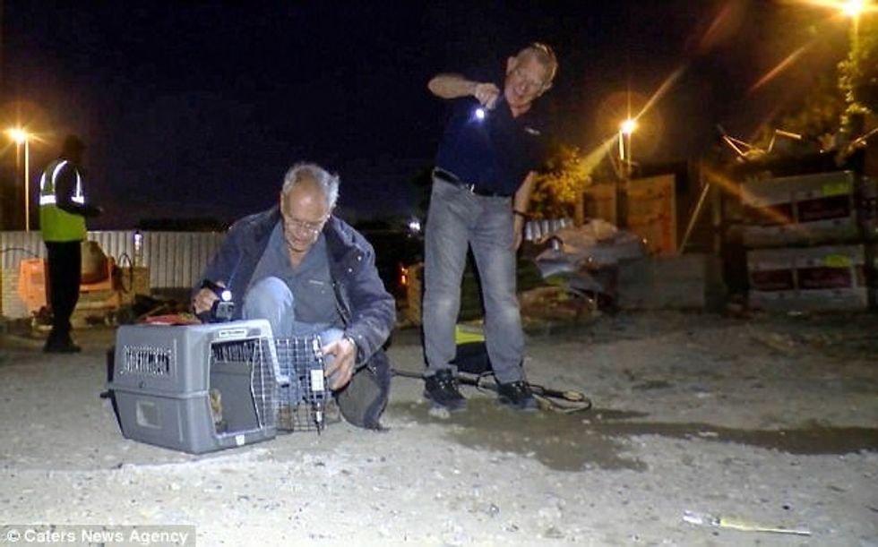 Shpëtohen të vegjlit e dhelprës që kishin ngecur në ngushticën mes dy mureve foto 8