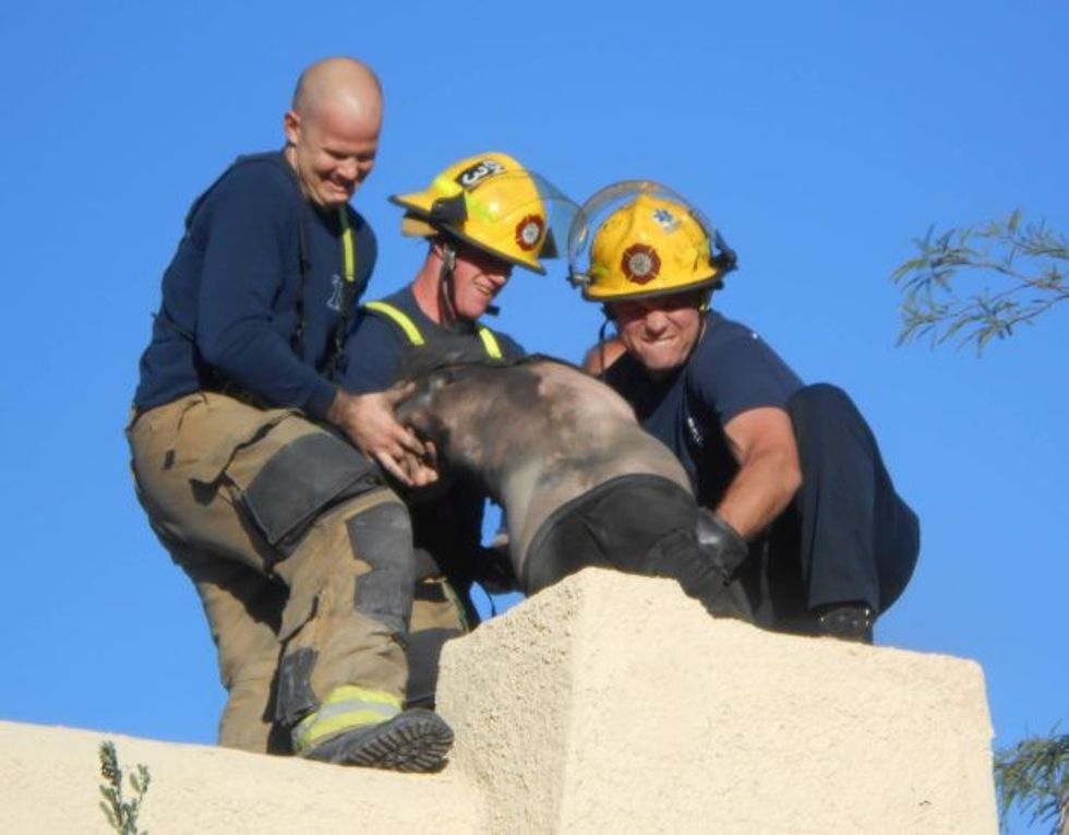 shpetohet-burri-qe-kishte-dashur-te-hynte-ne-shtepi-nepermjet-oxhakut-foto-5