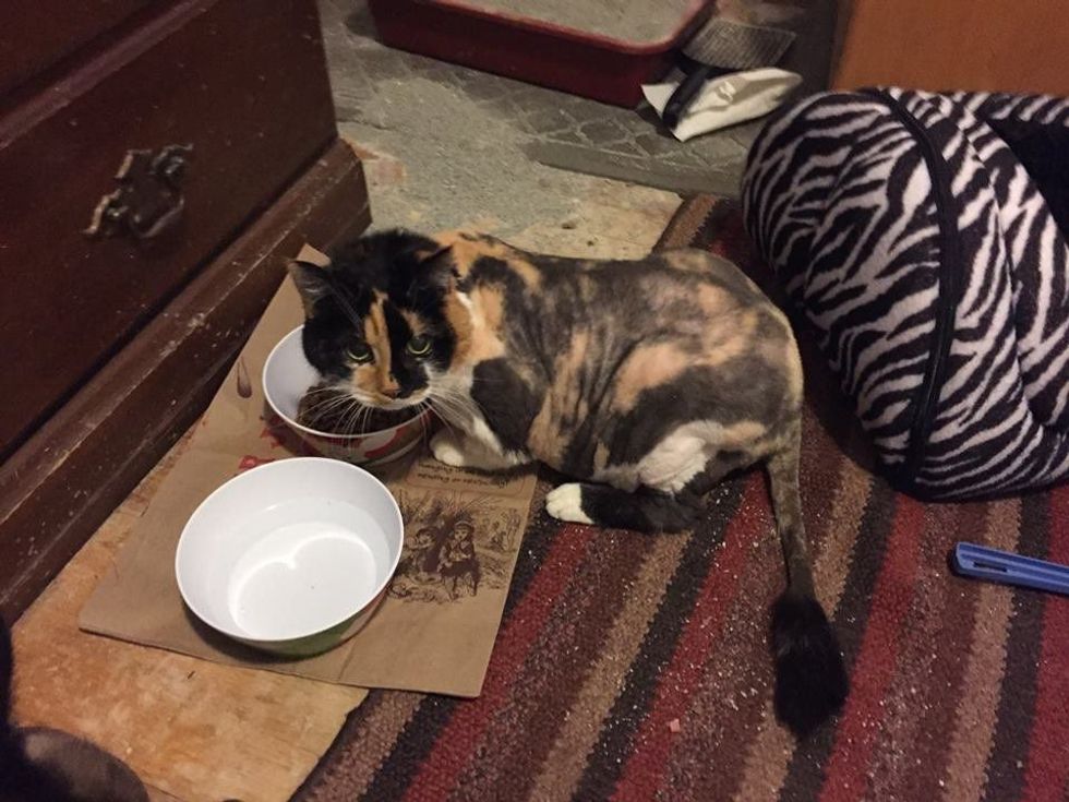 Shpëtohet macja e braktisur qe ishte kthyer ne lemsh te papaster foto 4