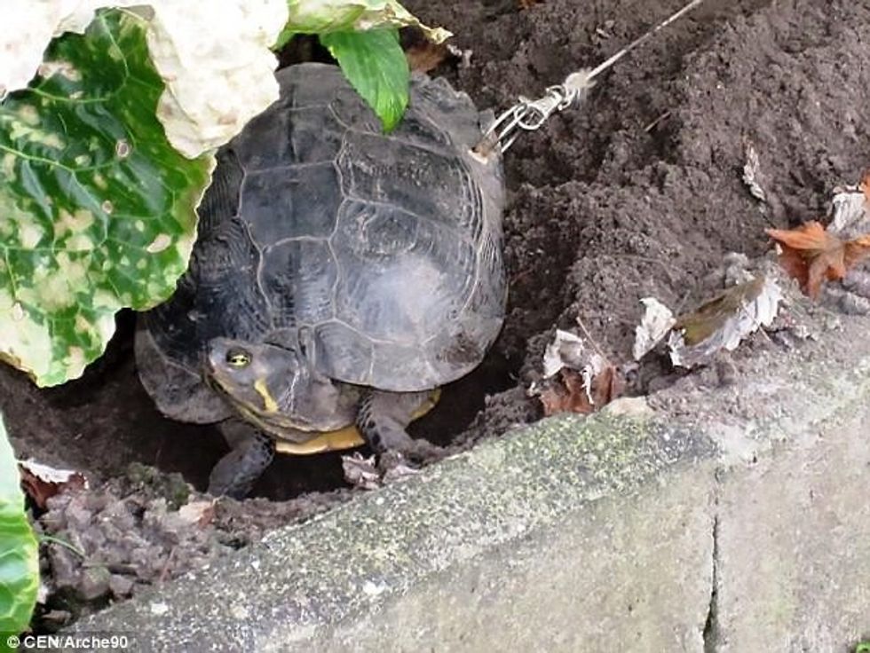 Shpojnë me turjelë një vrimë në guaskën e breshkës per ti vene zinxhirin qe te mos ike foto 2