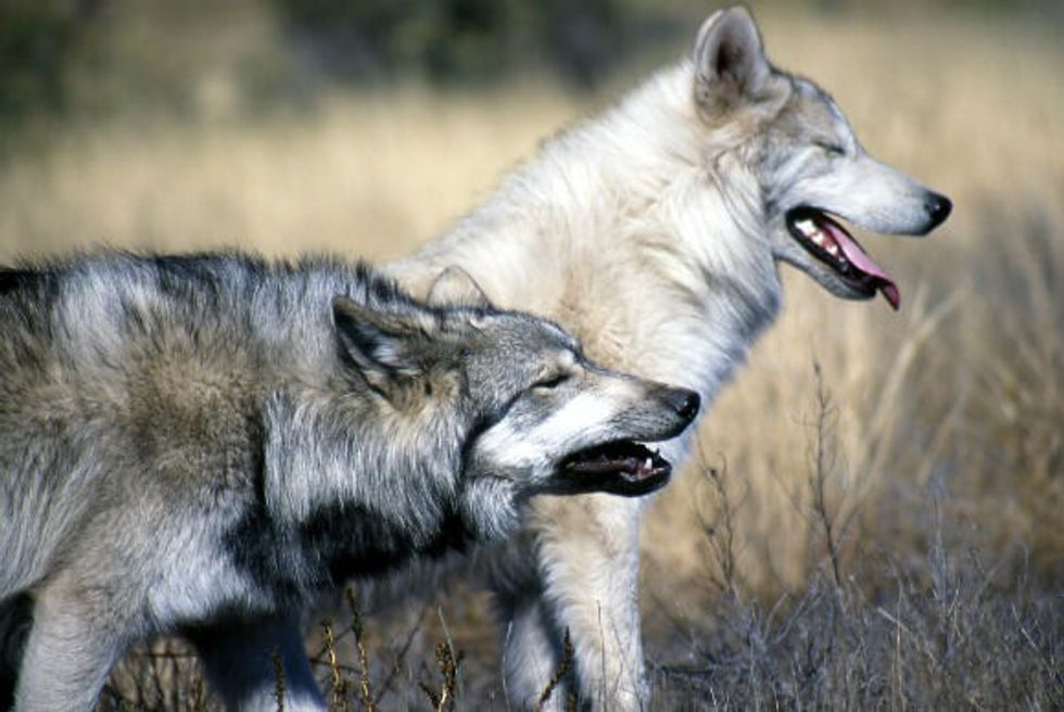 Shprehja e pikëllimit