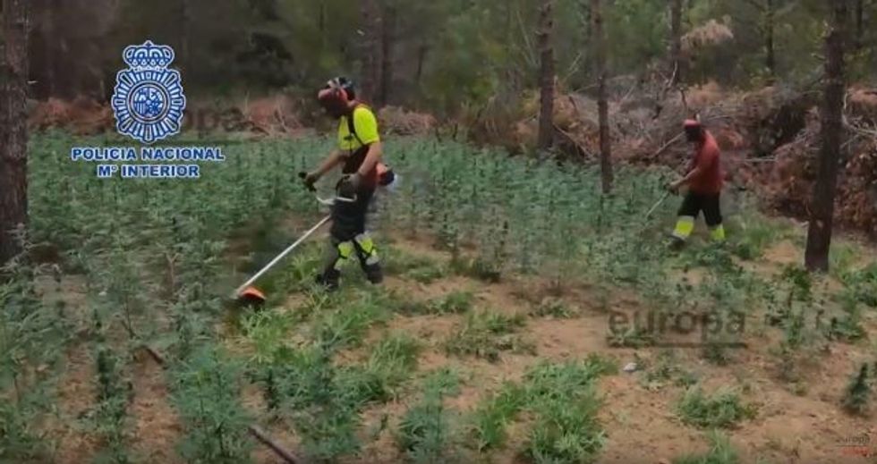 shqiptaret marijuana