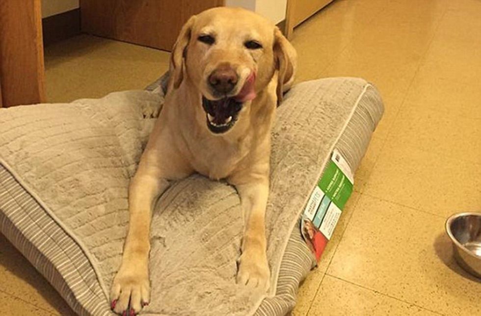 Shtëpia u përfshi nga zjarri qeni telefonoi zjarrfikesit dhe nxori pronaren e verber perjashta foto 2