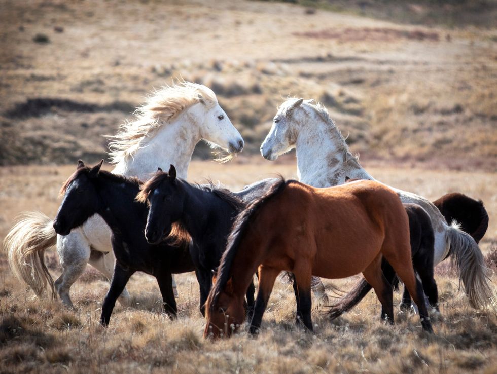 shutterstock 1110644264 brumby