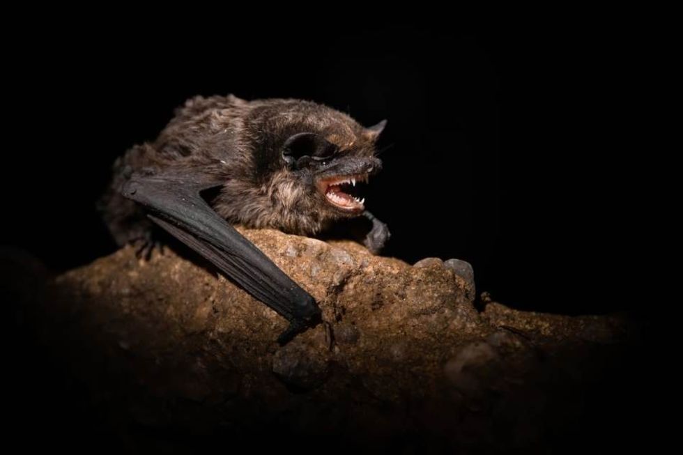 SHUTTERSTOCK 1799621638