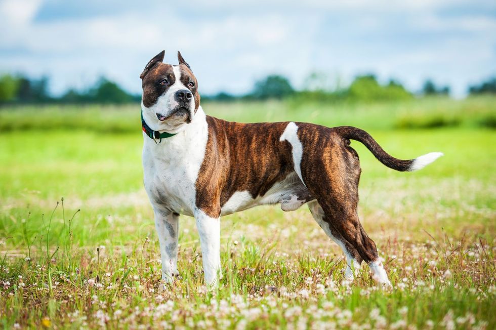 shutterstock 209021215