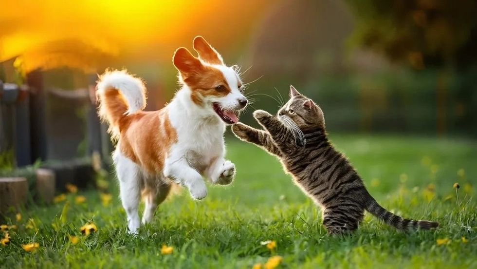 shutterstock 2432338827 e1725023841844