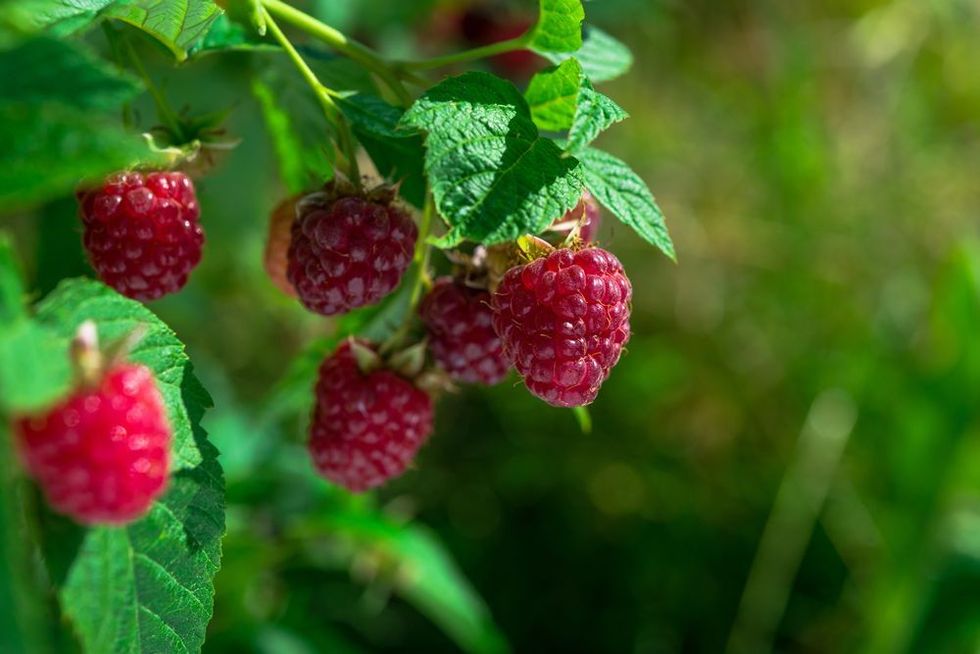 shutterstock 450871393