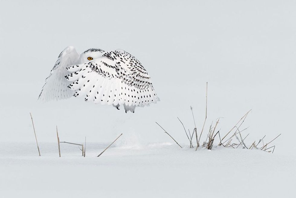 Siena Photo Awards 15