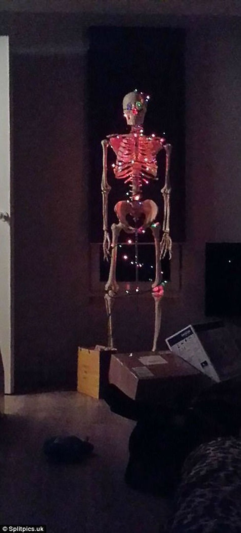 Skeleti