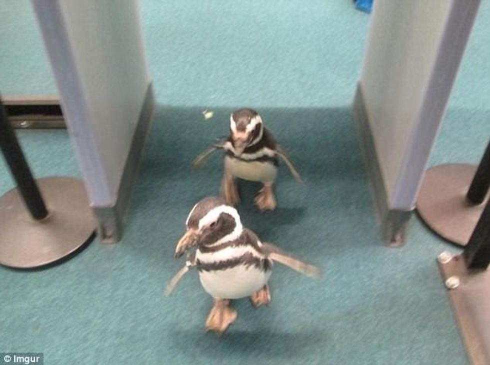 Skenat më të çuditshme që janë parë në aeroporte foto 3