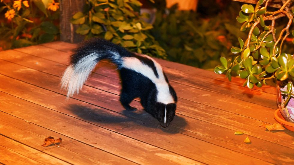 skunk yard