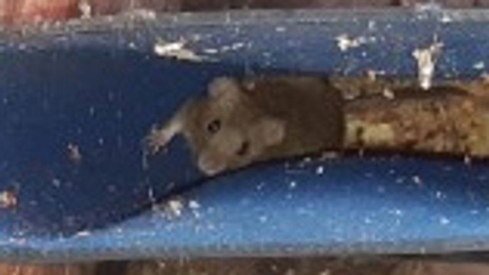 skynews mouse mice infestation 5928426