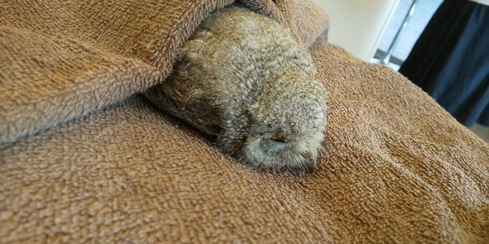 sleeping baby owls face down 9 5ef2f6b9abe32 700