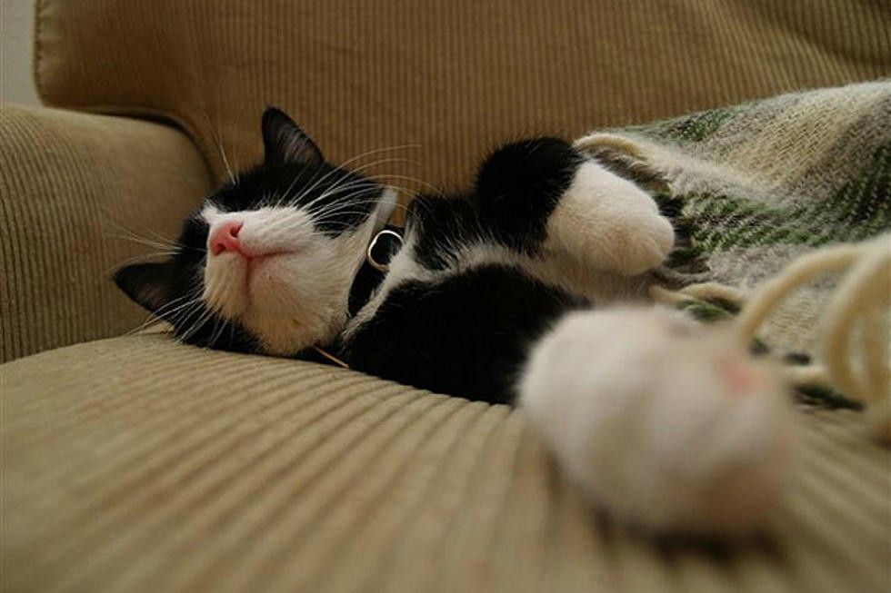 sleeping kitty cropped