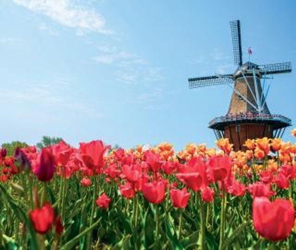 SM WindmillTulips 0