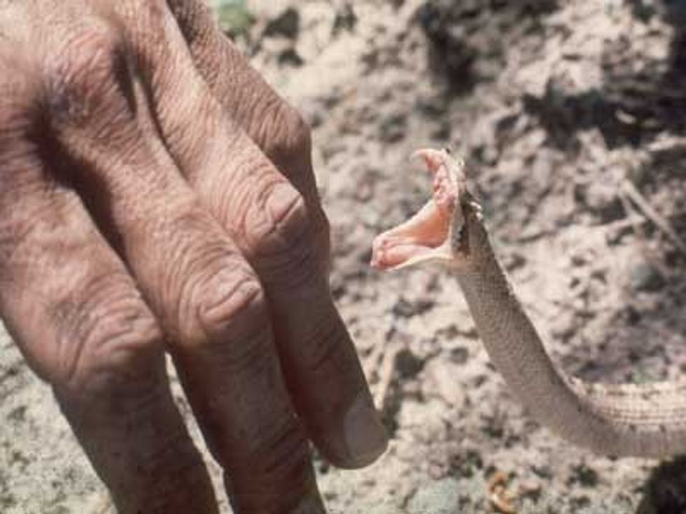 snake bite 1
