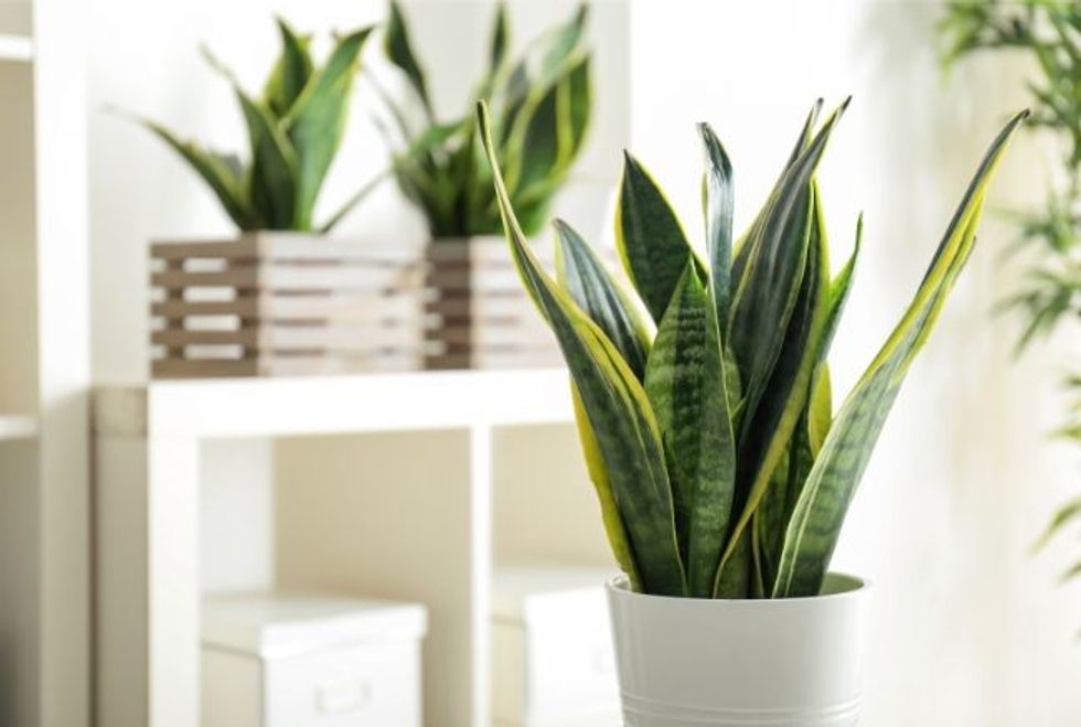 snake plant best bathroom plant
