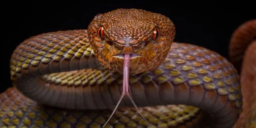 snakes can hear you scream new research reveals v0 JEKRyU LewfHd3gCZWkuAe2UXi6 eg0aDIo9IL8aZsg