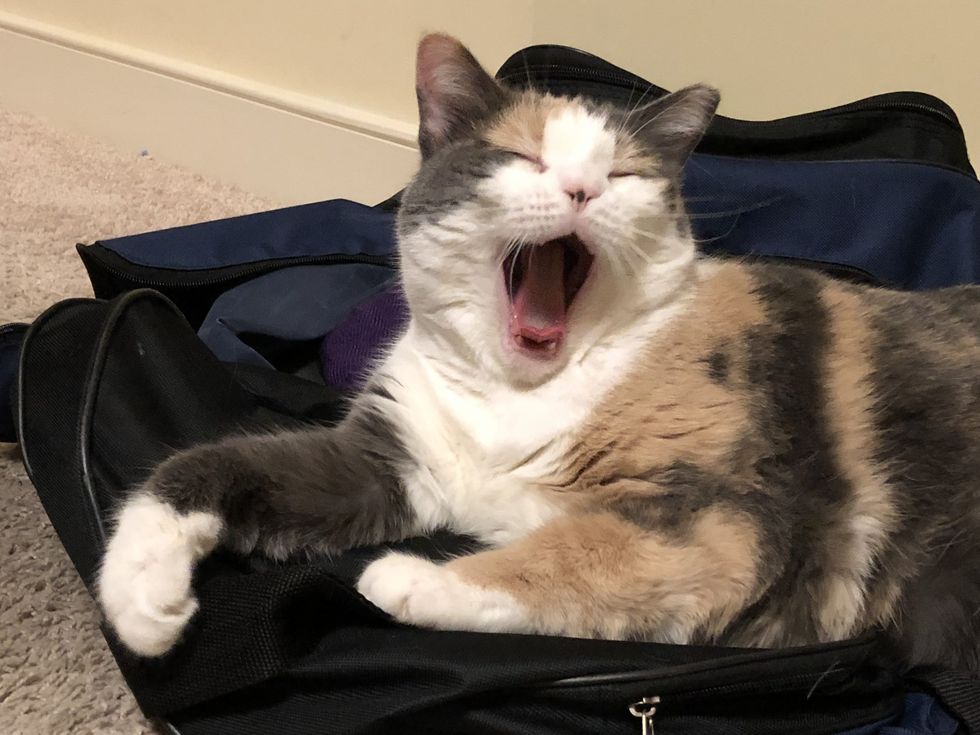 Snoring in Pets scaled