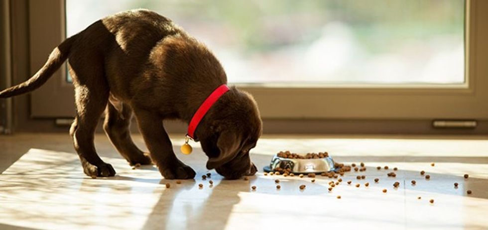 some tips for dealing with a dog that is a messy eater 53e3a4e8ba533