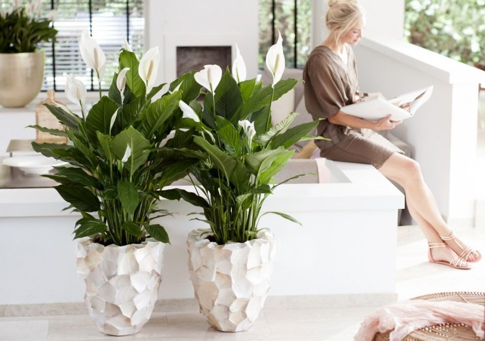spathiphyllum