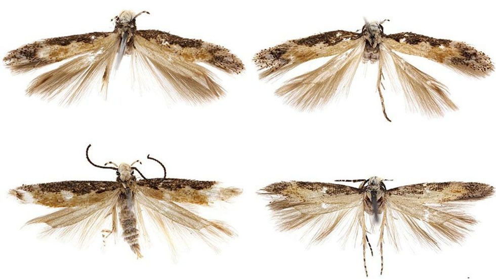 Specia re që është zbuluar zyrtarisht quhet Donal Trump foto 2