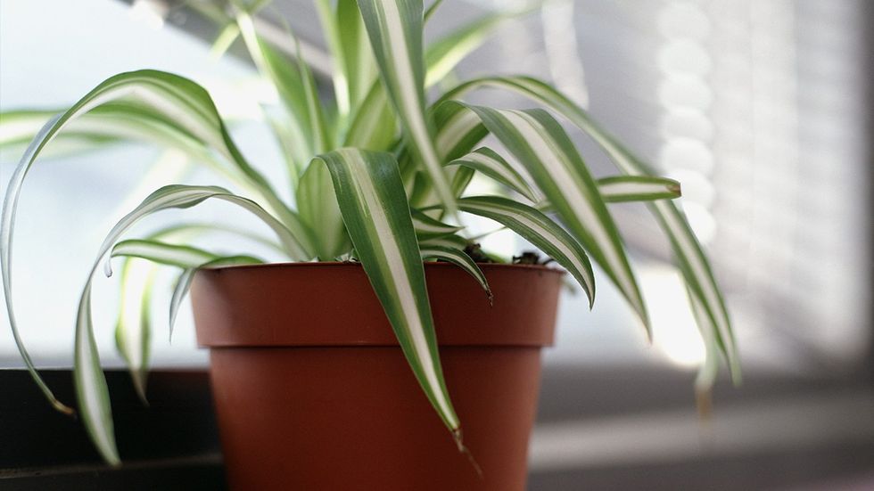 spider plant