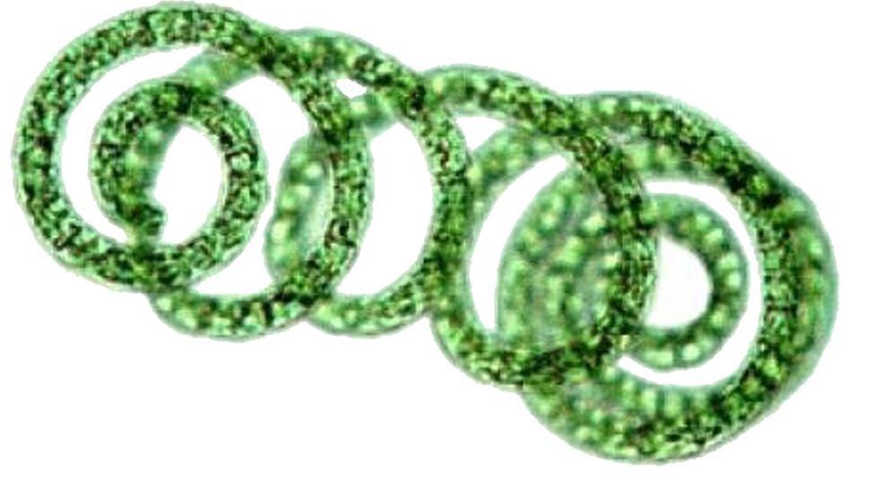 spirulina spiral