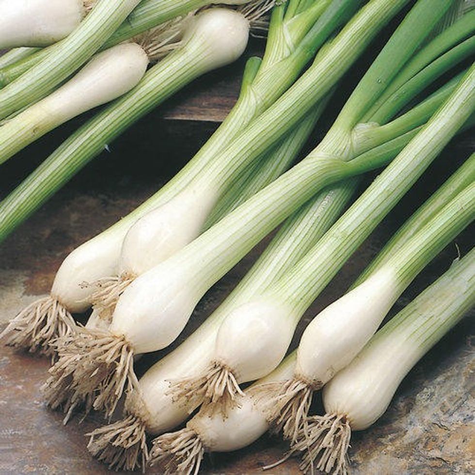 spring onion 1