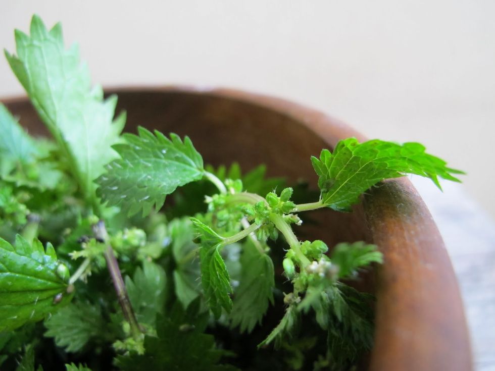 stinging nettles skin health