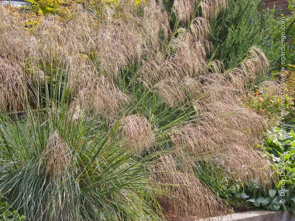 Stipa gigantea 6308