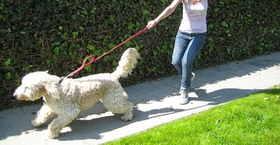 stop leash pulling