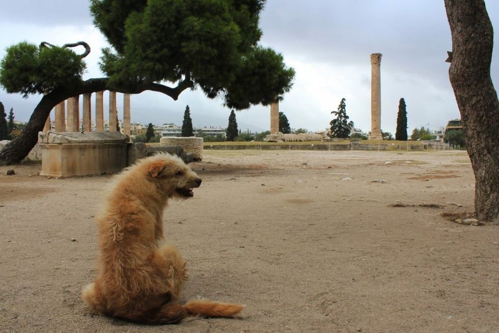 Stray dog in Athens 1